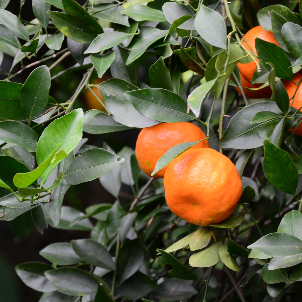Acaricida uso Agrícola Pack