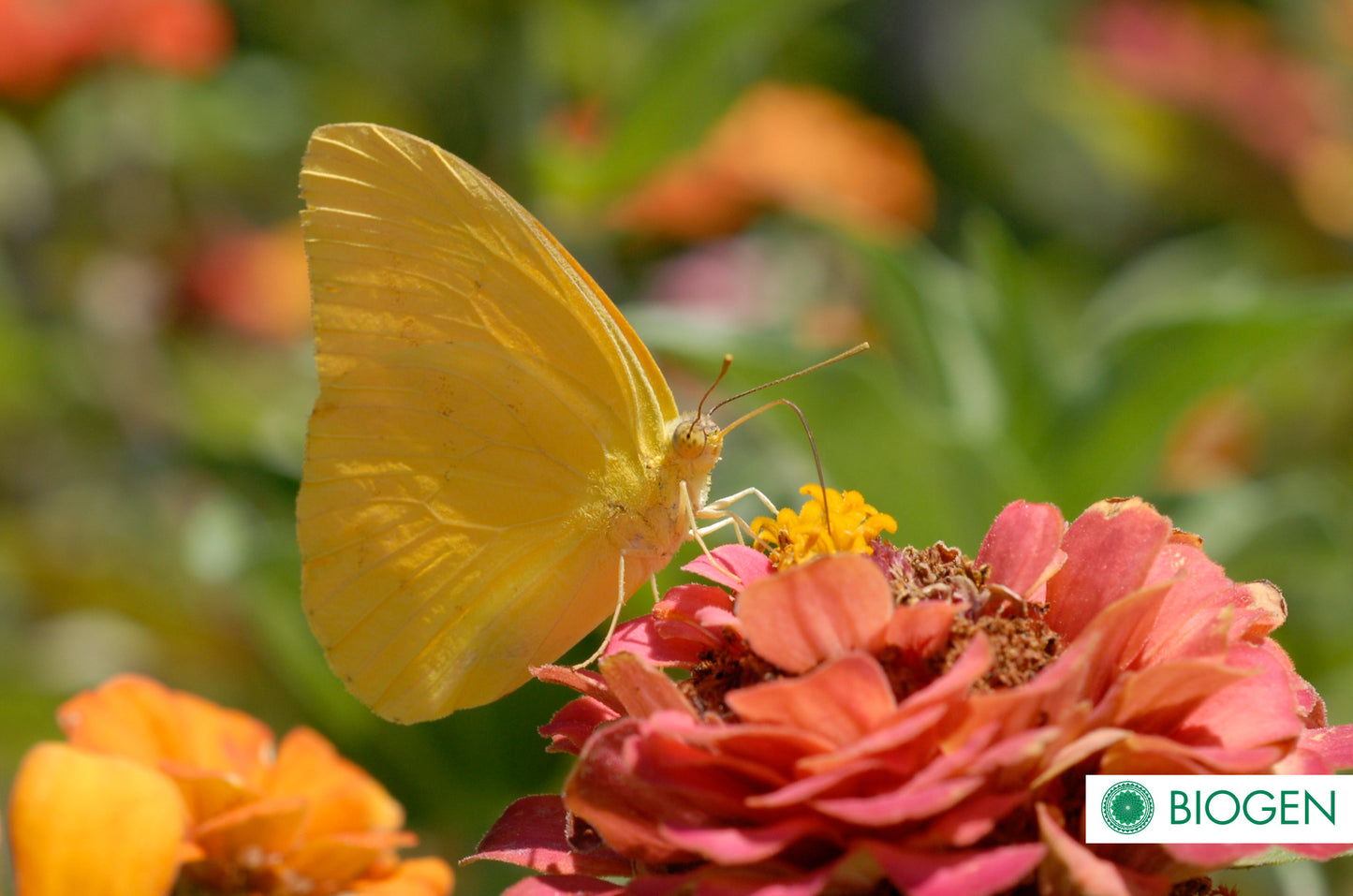 Bioinsecticida Pack