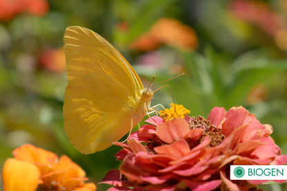 Bioinsecticida Pack